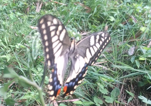 ★押すとジャンプ★